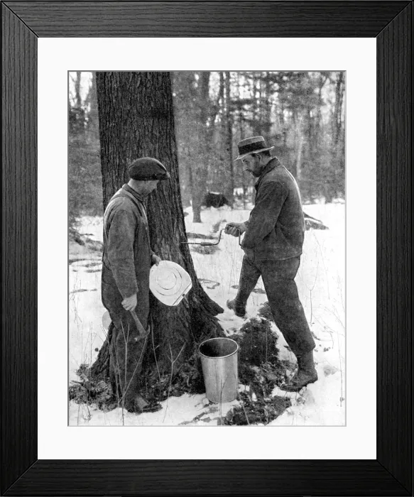Framed Print : Tapping for maple syrup, Canada, 1936. Artist: Canadian Government Framed Print : Tapping for maple syrup, Canada, 1936. Artist: Canadian Government