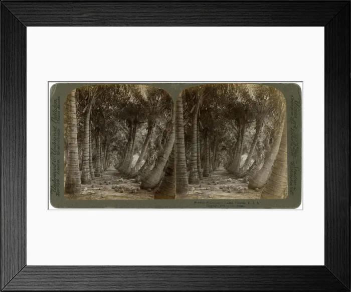 Framed Print : Avenue of coconut palms, Florida, USA, 1891. Artist: George Barker Framed Print : Avenue of coconut palms, Florida, USA, 1891. Artist: George Barker