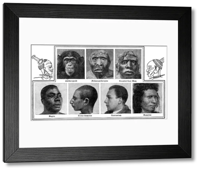 Framed Print : Natures evolutionary designs in noses, 1922 Framed Print : Natures evolutionary designs in noses, 1922