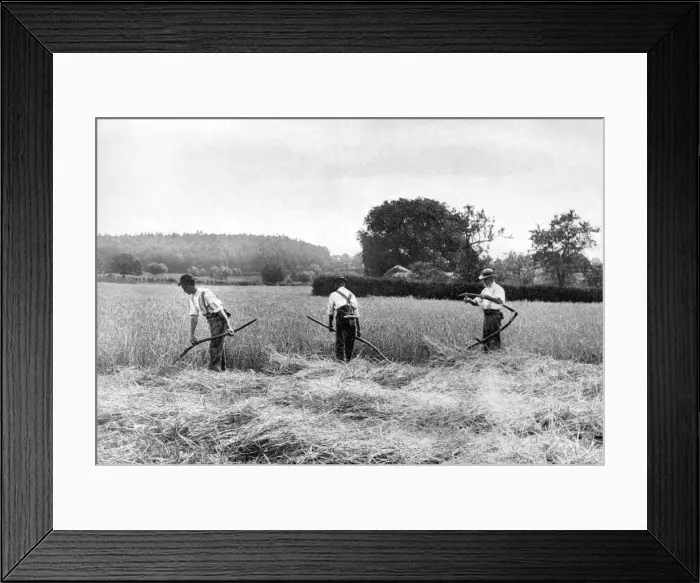 Framed Print : Harvesting hay, 1926 Framed Print : Harvesting hay, 1926