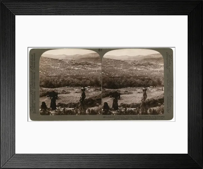 Framed Print : The Hill of Samaria, from the south, surrounded by its fig and olive groves, Palestine, 1900. Artist: Underwood & Underwood Framed Print : The Hill of Samaria, from the south, surrounded by its fig and olive groves, Palestine, 1900. Artist: Underwood & Underwood