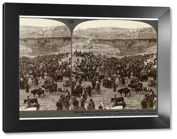 Cattle market day, in the lower pool of Gihon, Valley of Hinnom, Jerusalem, Palestine, 1900. Artist: Underwood & Underwood