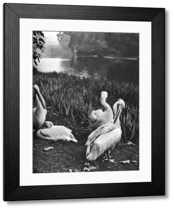 Framed Print : The pelicans of St Jamess Park, London, 1926-1927. Artist: McLeish Framed Print : The pelicans of St Jamess Park, London, 1926-1927. Artist: McLeish
