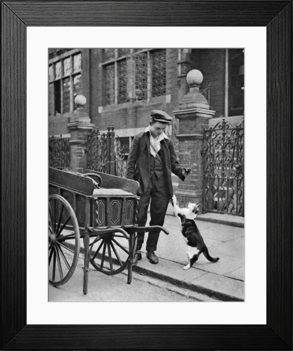 Framed Print : Cats meat man, London, 1926-1927. Artist: McLeish Framed Print : Cats meat man, London, 1926-1927. Artist: McLeish
