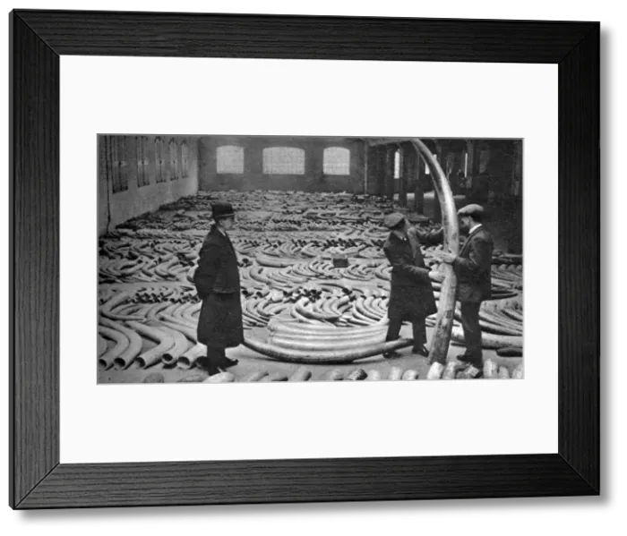 Framed Print : Ivory shipment, Royal Albert Dock, London, 1926-1927 Framed Print : Ivory shipment, Royal Albert Dock, London, 1926-1927