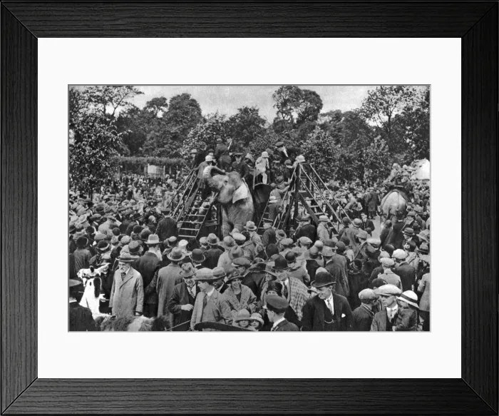 Framed Print : Elephant rides at London Zoo, 1926-1927. Artist: McLeish Framed Print : Elephant rides at London Zoo, 1926-1927. Artist: McLeish