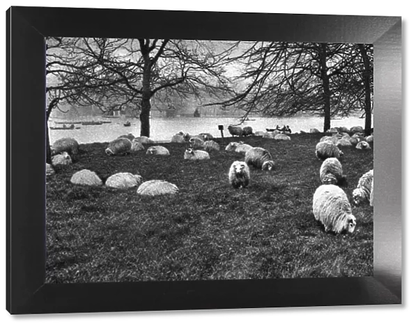 Scottish sheep by the Serpentine, Hyde Park, London, 1926-1927