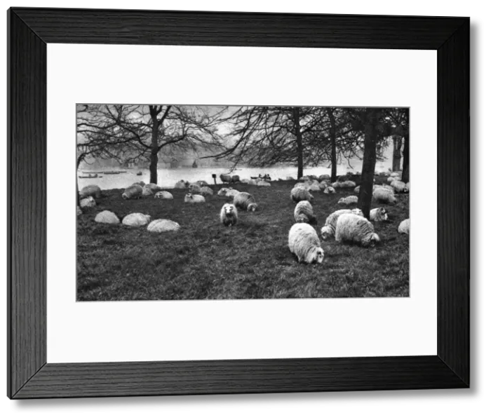 Framed Print : Scottish sheep by the Serpentine, Hyde Park, London, 1926-1927 Framed Print : Scottish sheep by the Serpentine, Hyde Park, London, 1926-1927