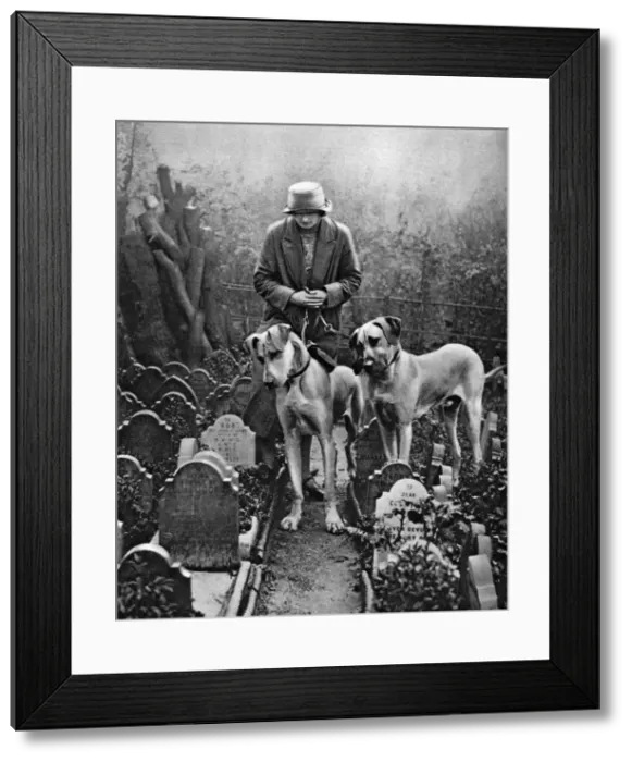 Framed Print : Dog cemetery, Victoria Gate, Bayswater, London, 1926-1927 Framed Print : Dog cemetery, Victoria Gate, Bayswater, London, 1926-1927