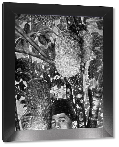 Malay gathering jackfruit, 1922