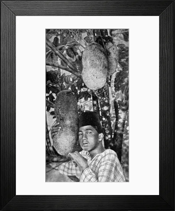 Framed Print : Malay gathering jackfruit, 1922 Framed Print : Malay gathering jackfruit, 1922