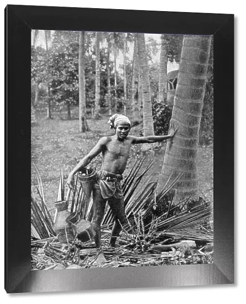 Malay collecting the sweet wine of the toddy tree, 1922
