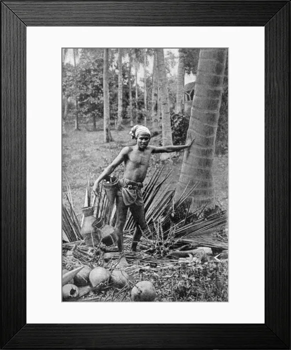 Framed Print : Malay collecting the sweet wine of the toddy tree, 1922 Framed Print : Malay collecting the sweet wine of the toddy tree, 1922