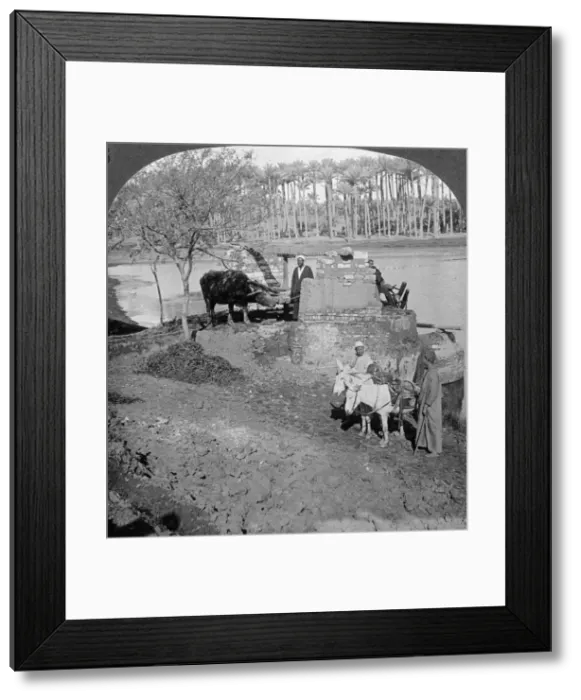 Framed Print : An Egyptian sakieh, or ox-driven bucket pump, Egypt, 1905. Artist: Underwood & Underwood Framed Print : An Egyptian sakieh, or ox-driven bucket pump, Egypt, 1905. Artist: Underwood & Underwood