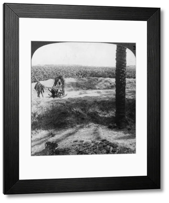 Framed Print : Threshing in Egypt, 1905. Artist: Underwood & Underwood Framed Print : Threshing in Egypt, 1905. Artist: Underwood & Underwood