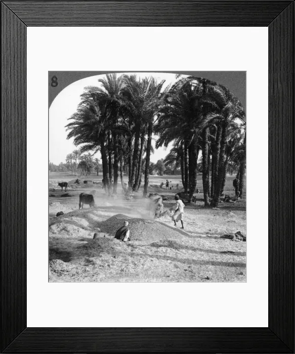 Framed Print : The winnowing of the grain after threshing, Egypt, 1905. Artist: Underwood & Underwood Framed Print : The winnowing of the grain after threshing, Egypt, 1905. Artist: Underwood & Underwood