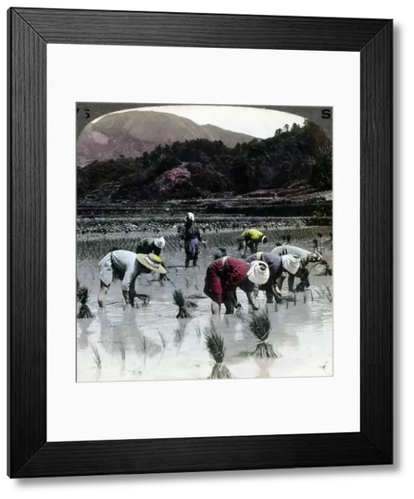 Framed Print : Transplanting rice in a paddy field, Japan, 1904. Artist: Underwood & Underwood Framed Print : Transplanting rice in a paddy field, Japan, 1904. Artist: Underwood & Underwood