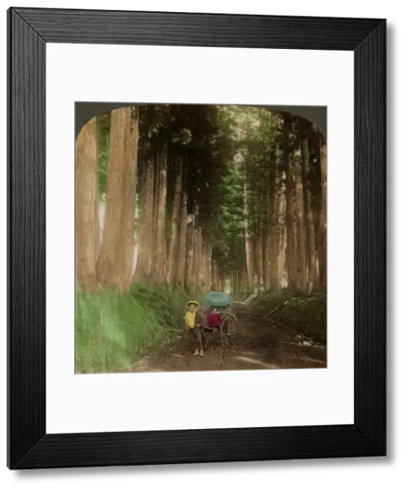 Framed Print : An avenue of cryptomeria (cedar) trees, Nikko, Japan, 1896. Artist: Underwood & Underwood Framed Print : An avenue of cryptomeria (cedar) trees, Nikko, Japan, 1896. Artist: Underwood & Underwood