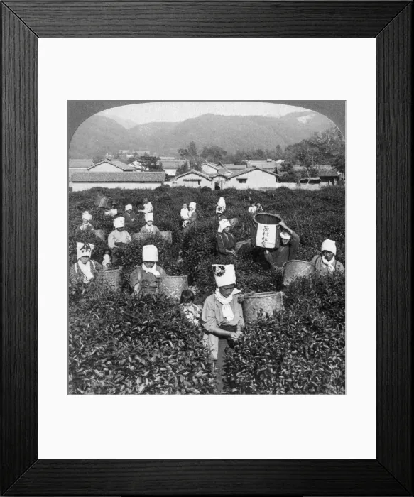 Framed Print : Tea-picking in Uji, Japan, 1904. Artist: Underwood & Underwood