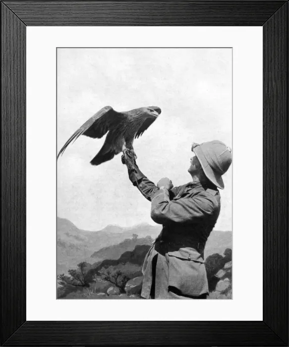 Framed Print : A British officer with a tamed golden eagle, Salonika, Greece, First World War, 1914-1918, (c1920) Framed Print : A British officer with a tamed golden eagle, Salonika, Greece, First World War, 1914-1918, (c1920)