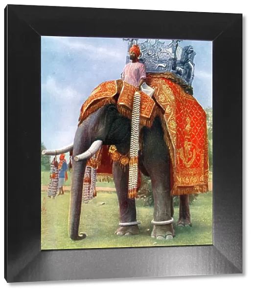 A majestic elephant at Bengals chief festive gathering, India, 1922. Artist: L Barber