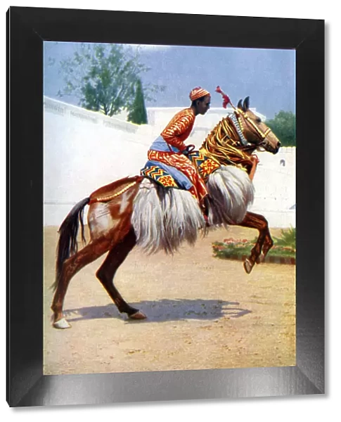 An Arab dancing horse, Udaipur, India, 1922. Artist: Herbert Ponting