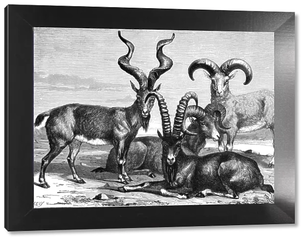 Mountain sheep and ibex, c1890. Artist: Levy