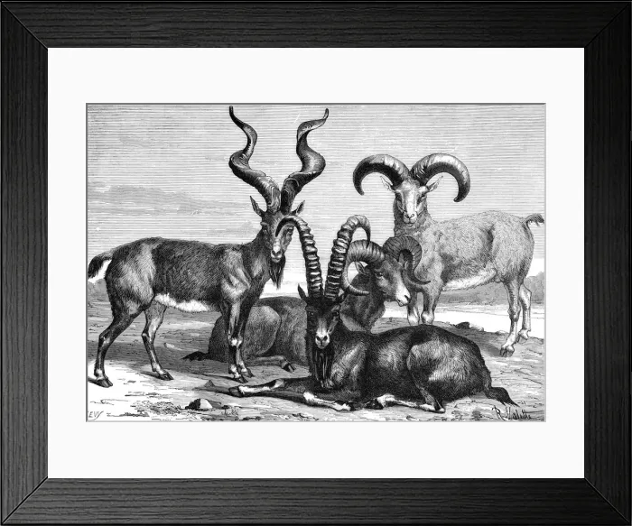 Framed Print : Mountain sheep and ibex, c1890. Artist: Levy Framed Print : Mountain sheep and ibex, c1890. Artist: Levy