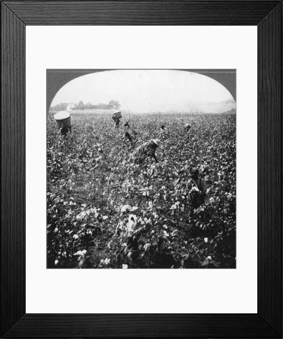 Framed Print : A cotton plantation, Rome, Georgia, USA, 1898. Artist: BL Singley Framed Print : A cotton plantation, Rome, Georgia, USA, 1898. Artist: BL Singley