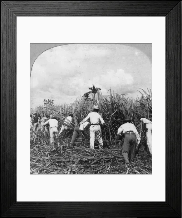 Framed Print : Harvesting sugar cane, Rio Pedro, Porto Rico, 1900. Artist: BL Singley Framed Print : Harvesting sugar cane, Rio Pedro, Porto Rico, 1900. Artist: BL Singley