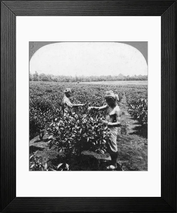 Framed Print : A tea plantation, Java, Indonesia, 1902. Artist: CH Graves Framed Print : A tea plantation, Java, Indonesia, 1902. Artist: CH Graves