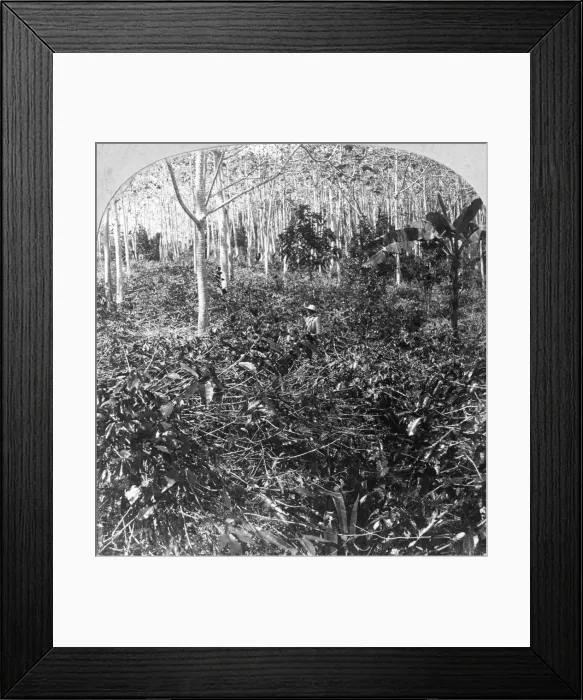 Framed Print : A coffee plantation, Jamaica, c1900s. Artist: CH Graves Framed Print : A coffee plantation, Jamaica, c1900s. Artist: CH Graves
