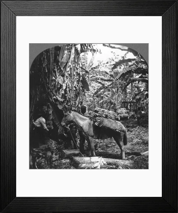 Framed Print : Harvesting bananas, Costa Rica, 1909 Framed Print : Harvesting bananas, Costa Rica, 1909