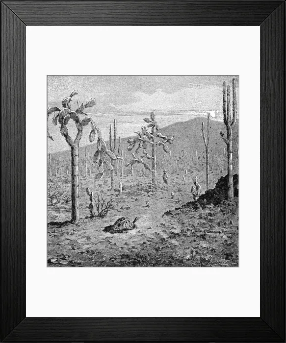 Framed Print : Indefatigable Island, Galapagos Archipelago, 1895 Framed Print : Indefatigable Island, Galapagos Archipelago, 1895