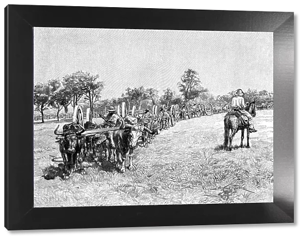 A convoy of wagons, South America, 1895