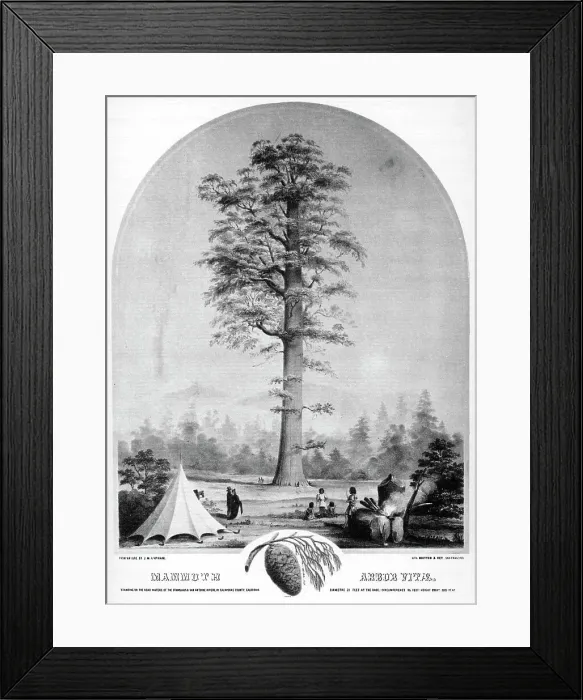 Framed Print : A tall tree, California, USA, 19th century (1937). Artist: Britton & Rey Framed Print : A tall tree, California, USA, 19th century (1937). Artist: Britton & Rey