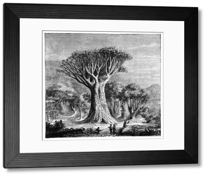 Framed Print : Dracona of Icod, Tenerife, Spain, c1900s Framed Print : Dracona of Icod, Tenerife, Spain, c1900s