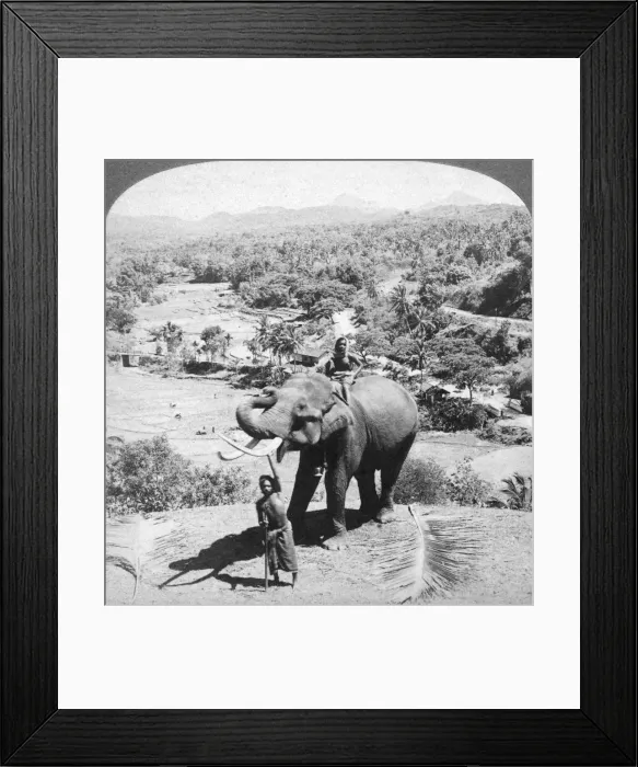 Framed Print : An elephant and its keeper, Sri Lanka, 1902. Artist: Underwood & Underwood Framed Print : An elephant and its keeper, Sri Lanka, 1902. Artist: Underwood & Underwood