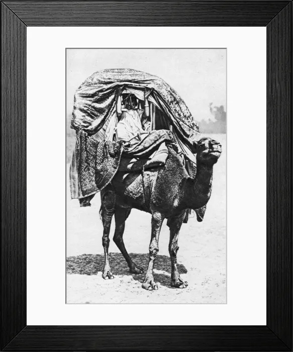 Framed Print : A girl on a camel litter, Algeria, 1922. Artist: Crete Framed Print : A girl on a camel litter, Algeria, 1922. Artist: Crete