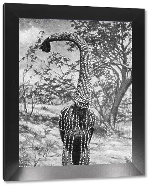 An emu man performing the sacred totem of his group, Australia, 1922. Artist: Spencer and Gillen