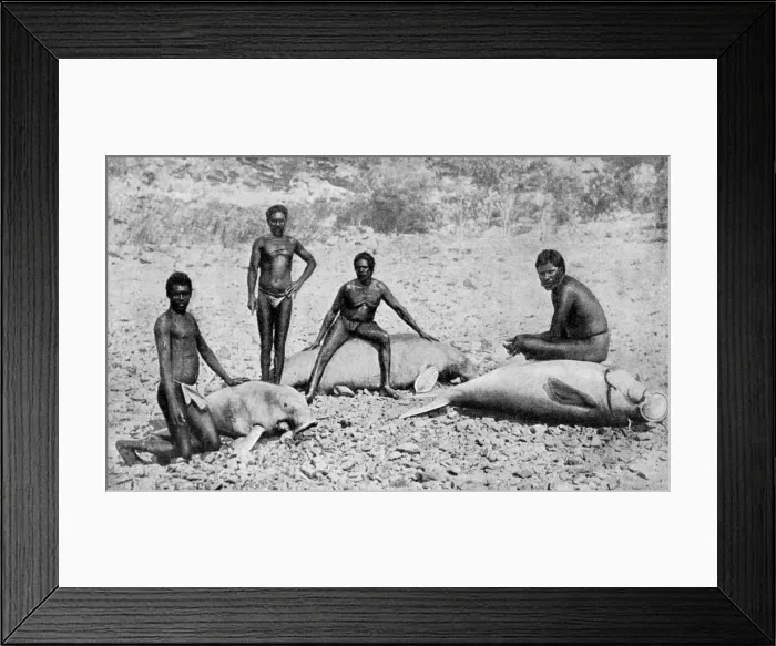 Framed Print : Speared manatee, north-west Australia, 1922 Framed Print : Speared manatee, north-west Australia, 1922