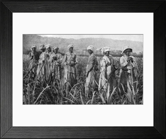 Framed Print : Women tending young sugar canes in Jamaica, 1922 Framed Print : Women tending young sugar canes in Jamaica, 1922