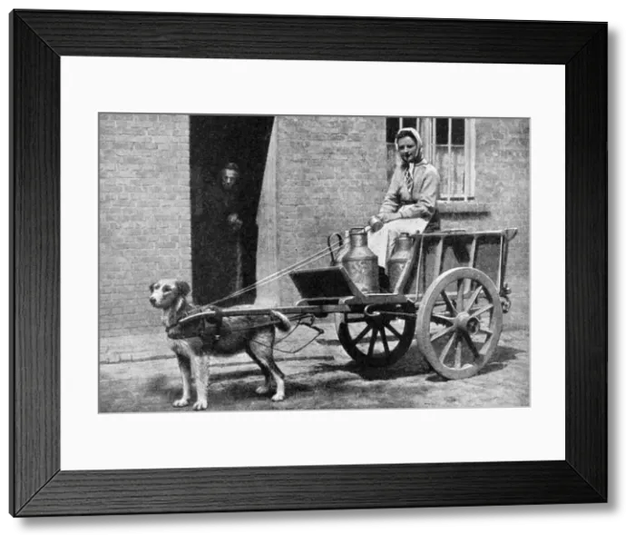 Framed Print : A Belgian milkwoman on her morning round, Belgium, 1922. Artist: Donald McLeish Framed Print : A Belgian milkwoman on her morning round, Belgium, 1922. Artist: Donald McLeish