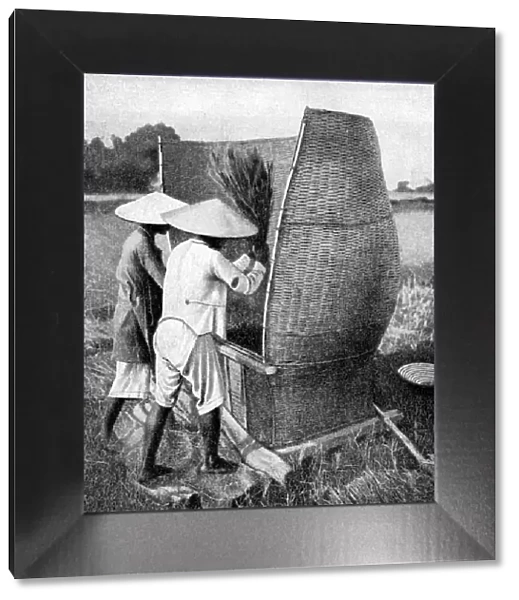 The Annamese way of reaping and threshing rice, Annam, Vietnam, 1922
