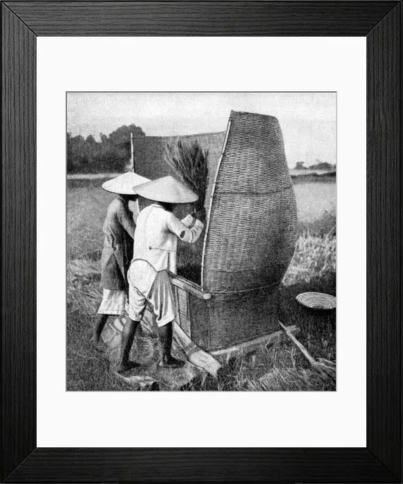 Framed Print : The Annamese way of reaping and threshing rice, Annam, Vietnam, 1922