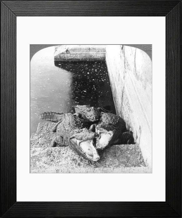 Framed Print : Man-eating alligators, India, 1904. Artist: Underwood & Underwood Framed Print : Man-eating alligators, India, 1904. Artist: Underwood & Underwood
