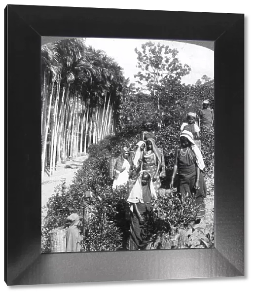 Tamil women picking tea on Sir Thomas Liptons estate, Polgahawela, Sri Lanka, 1903. Artist: Underwood & Underwood
