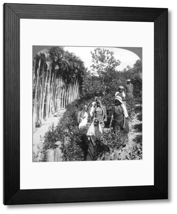 Framed Print : Tamil women picking tea on Sir Thomas Liptons estate, Polgahawela, Sri Lanka, 1903. Artist: Underwood & Underwood Framed Print : Tamil women picking tea on Sir Thomas Liptons estate, Polgahawela, Sri Lanka, 1903. Artist: Underwood & Underwood