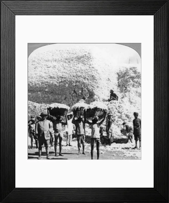 Framed Print : Men carrying baskets of cotton at an Indore cotton mill, India, 1900s Framed Print : Men carrying baskets of cotton at an Indore cotton mill, India, 1900s