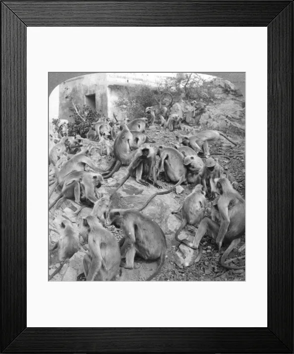Framed Print : Sacred monkeys at Galta, near Jeypore, India, 1904. Artist: Underwood & Underwood Framed Print : Sacred monkeys at Galta, near Jeypore, India, 1904. Artist: Underwood & Underwood